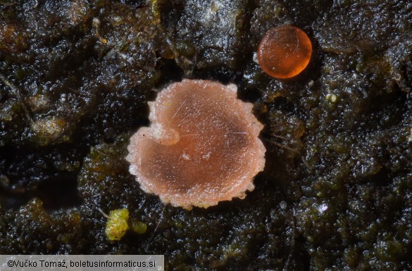 Orbilia pseudoaristata