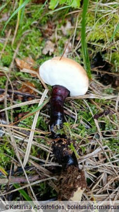 Ganoderma valesiacum