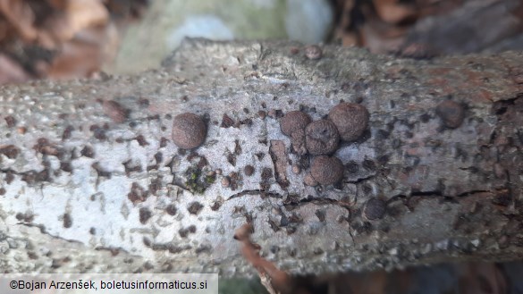 Hypoxylon fragiforme
