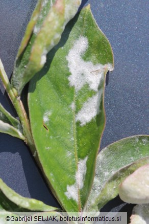 Erysiphe australiana