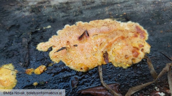 Auriporia aurulenta