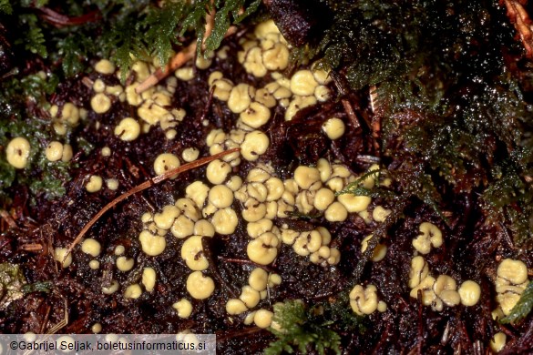 Podophacidium xanthomelum