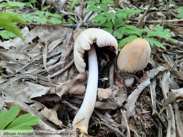 Coprinellus domesticus