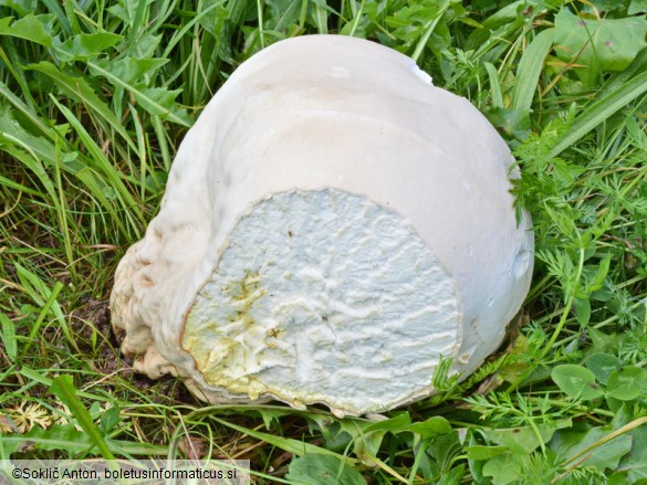 Calvatia gigantea