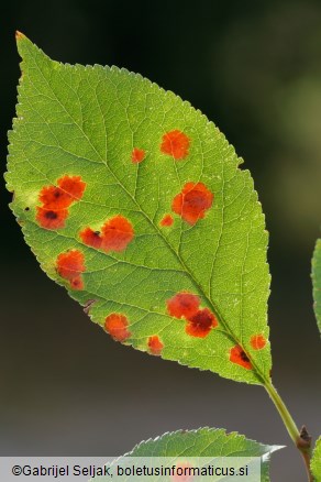 Polystigma rubrum