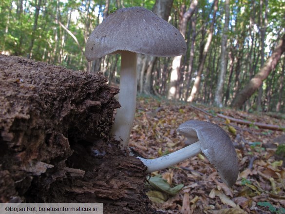 Pluteus salicinus