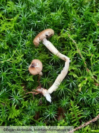 Hygrophorus olivaceoalbus