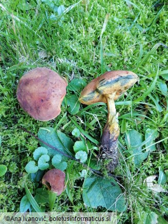 Suillellus queletii