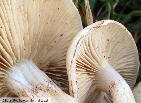 Hebeloma crustuliniforme