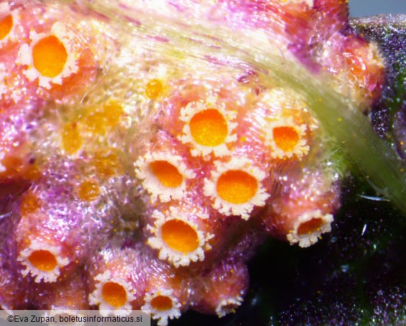 Puccinia urticata