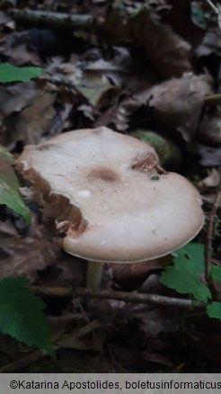 Pluteus cervinus