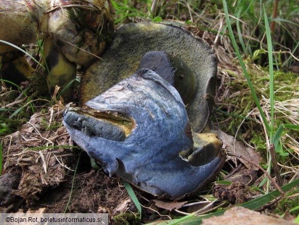 Cyanoboletus pulverulentus