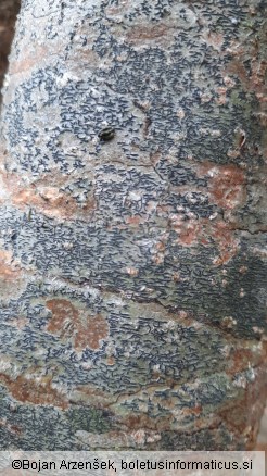 Graphis scripta