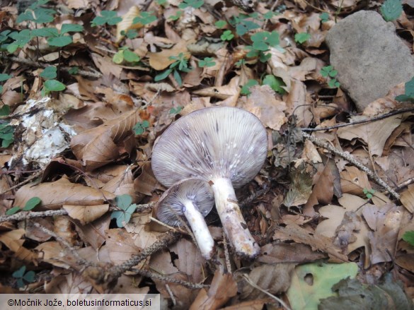 Lactarius uvidus