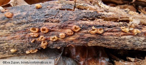 Sphaerobolus stellatus