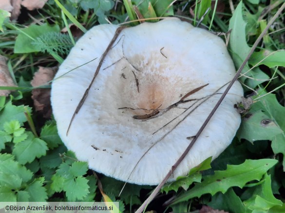 Lactarius pubescens
