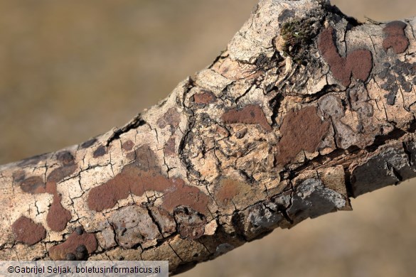 Hypoxylon rubiginosum