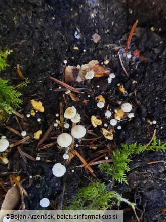 Collybia cookei