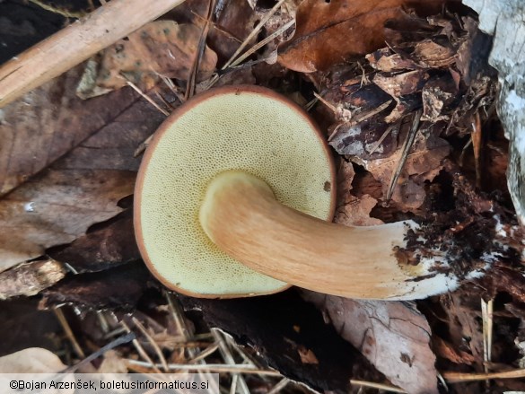 Imleria badia