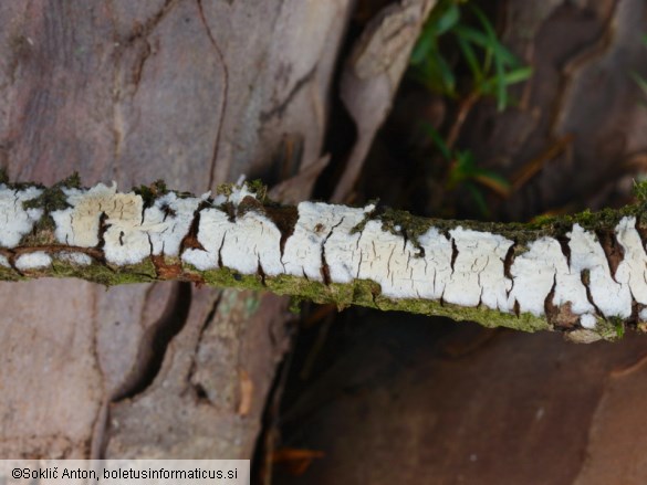 Radulomyces rickii