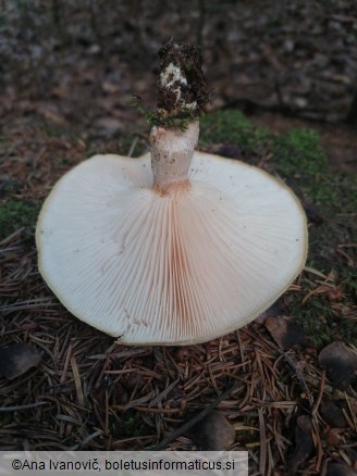Lentinus tigrinus
