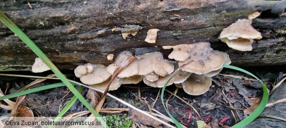 Tyromyces fumidiceps