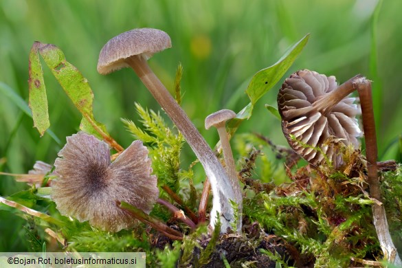 Entoloma undulatosporum