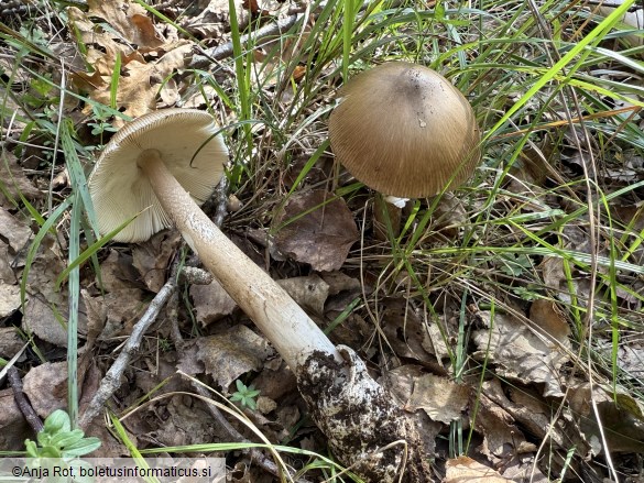 Amanita spadicea