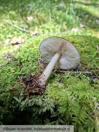 Pluteus cervinus