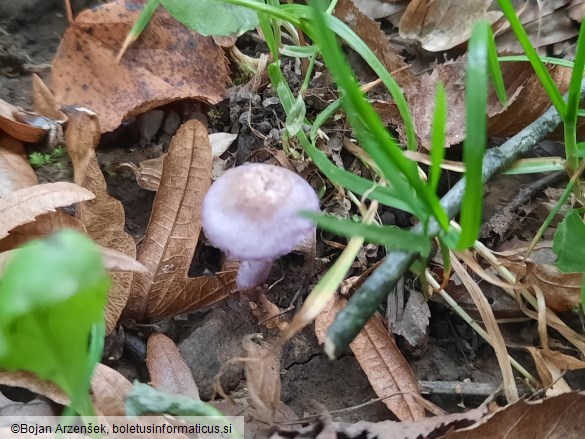 Inocybe geophylla var. lilacina