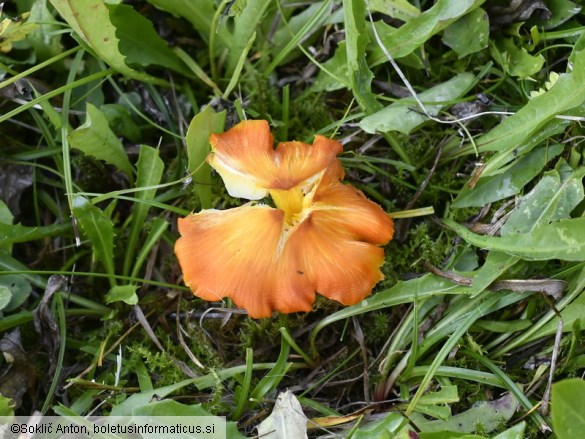 Hygrocybe acutoconica