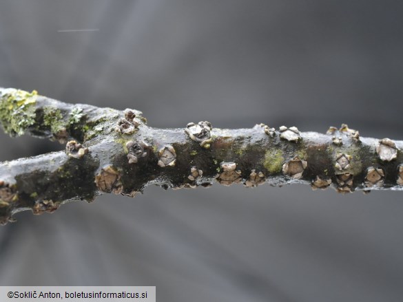 Biscogniauxia marginata