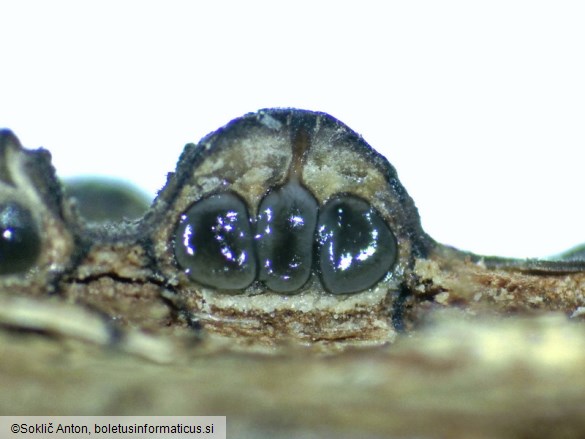 Diatrypella quercina