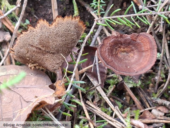 Coltricia perennis