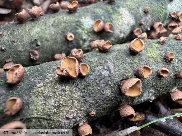 Encoelia glaberrima