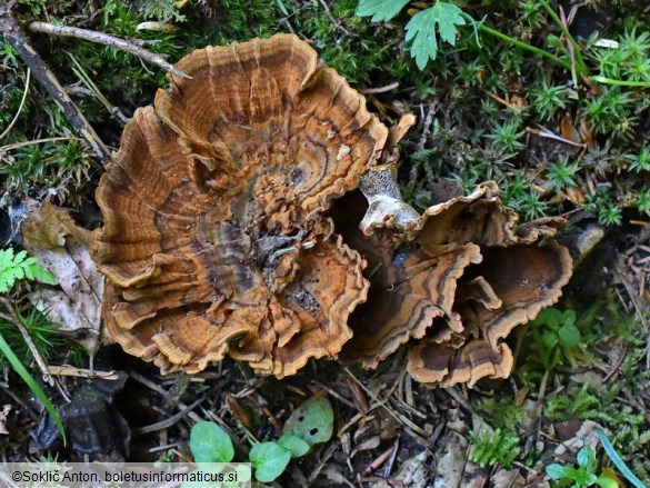 Coltricia perennis