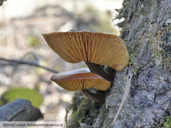 Flammulina elastica