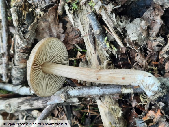 Entoloma plebejum