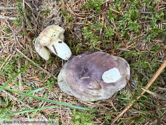Russula amoena