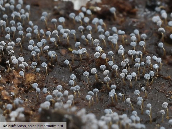 Physarum album