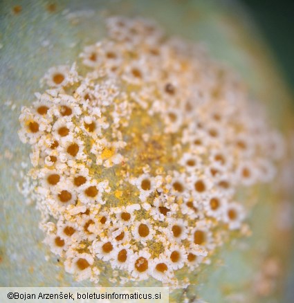 Puccinia bromina subsp. symphyti-bromorum