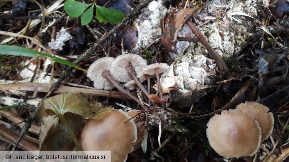 Baeospora myosura