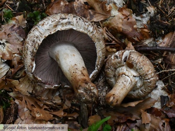 Agaricus bisporus