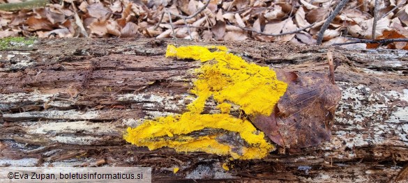 Hypomyces microspermus