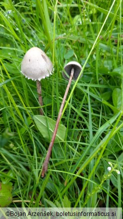 Panaeolus papilionaceus