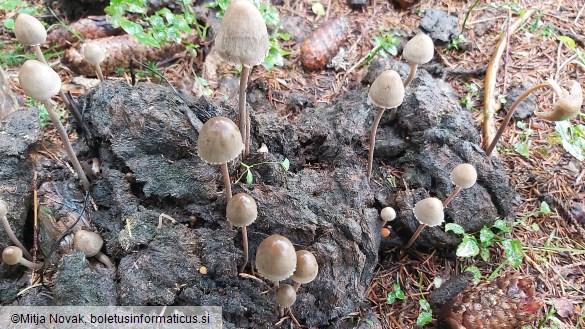 Panaeolus papilionaceus