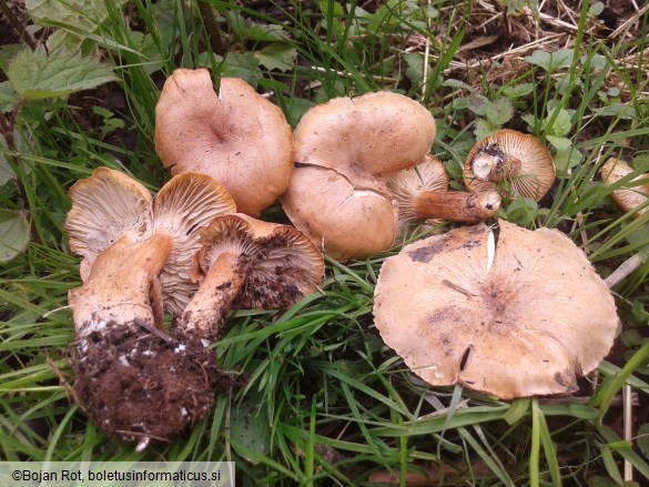 Bonomyces sinopicus