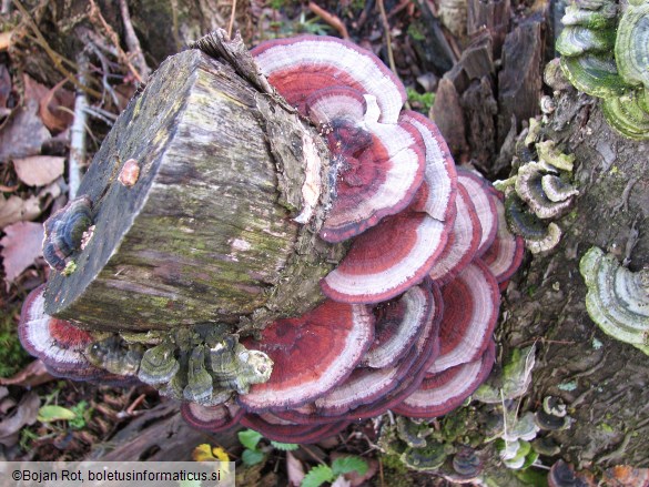 Daedaleopsis tricolor