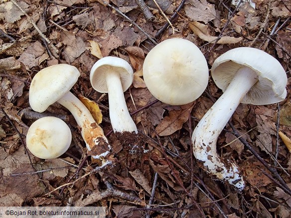 Tricholoma stiparophyllum