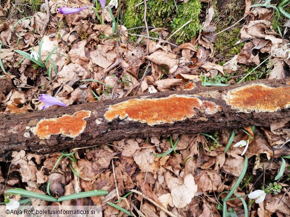 Gloeoporus taxicola